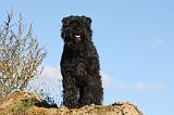 BOUVIER DES FLANDRES 318